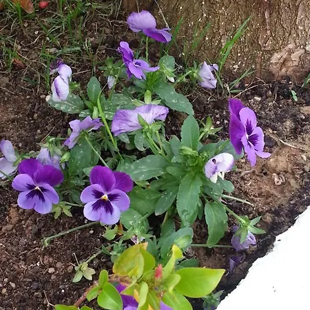Bed & Breakfast A Casa Di Nonna Loreto